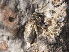 Halictus pollinosus