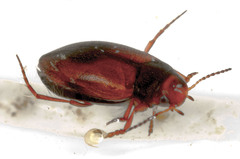 Hydroporus tristis