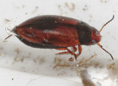Hydroporus tristis