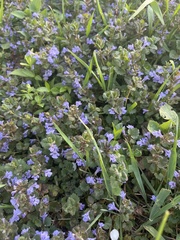 Glechoma hederacea
