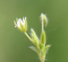 Cerastium tenoreanum