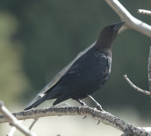 Brown-headed Cowbird photographed in Nebraska