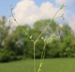 Cerastium tenoreanum