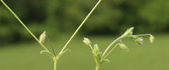 Cerastium tenoreanum