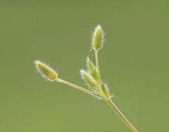 Cerastium tenoreanum