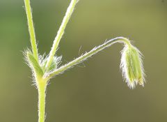 Cerastium tenoreanum