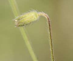 Cerastium tenoreanum