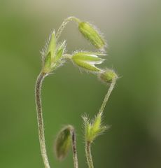 Cerastium tenoreanum