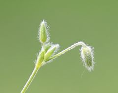 Cerastium tenoreanum