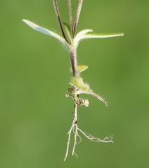 Cerastium tenoreanum