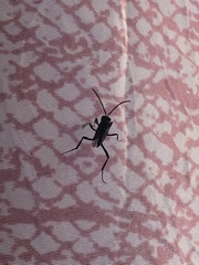 Evania appendigaster