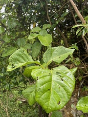 Pisonia horneae