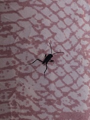 Evania appendigaster