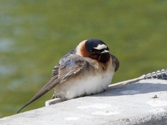 American Cliff Swallow photo 3