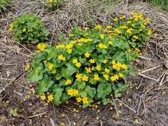 Caltha palustris palustris