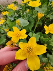 Caltha palustris palustris