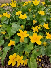 Caltha palustris palustris