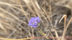 Gilia capitata staminea