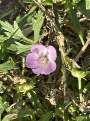 Callirhoe alcaeoides