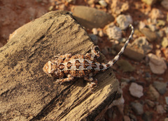 Tympanocryptis tolleyi