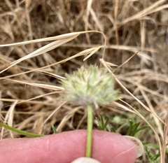 Gilia capitata staminea