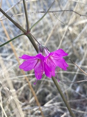 Mirabilis coccinea