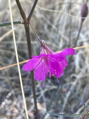 Mirabilis coccinea