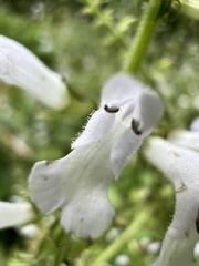 Salvia tashiroi