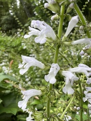 Salvia tashiroi
