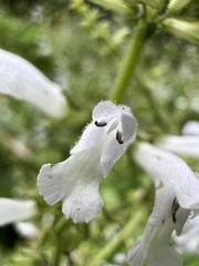 Salvia tashiroi