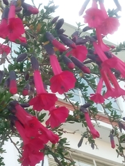 Cantua