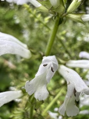 Salvia tashiroi