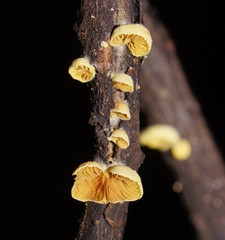 Crepidotus stromaticus