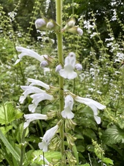 Salvia tashiroi