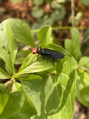 Acantholyda erythrocephala
