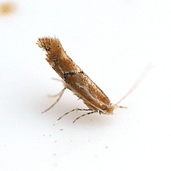 Phyllonorycter celtisella
