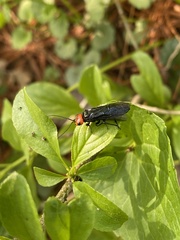Acantholyda erythrocephala