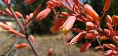 Hesperaloe parviflora
