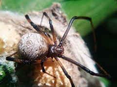 Latrodectus geometricus