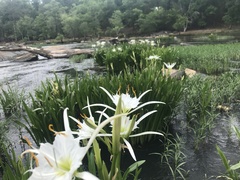 Hymenocallis coronaria
