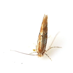 Phyllonorycter celtisella