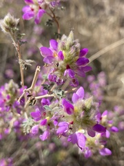 Dalea versicolor