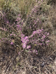 Dalea versicolor