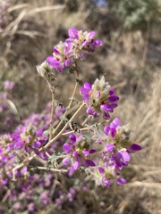 Dalea versicolor