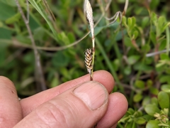 Carex richardsonii