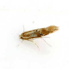 Phyllonorycter celtisella