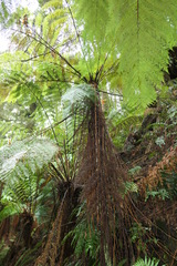 Cyathea cunninghamii