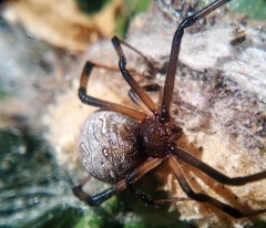 Latrodectus geometricus