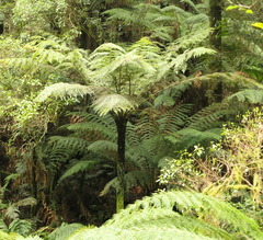 Cyathea cunninghamii