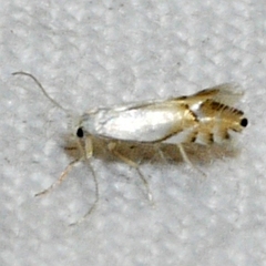 Phyllonorycter clemensella